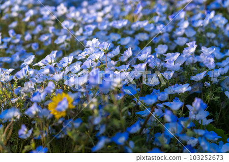 盛開的“東京” nemophila 田,舍人公園 盛開的“東京” nemophila 田,舍人公園 103252673