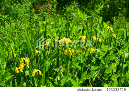 Kozaku Park of fresh green Kozaku Park of fresh green 103252719