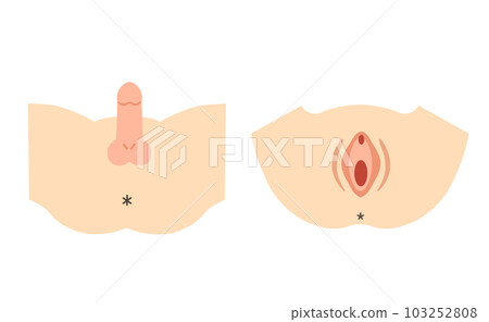Illustration material of male and female external genitalia Illustration material of male and female external genitalia 103252808