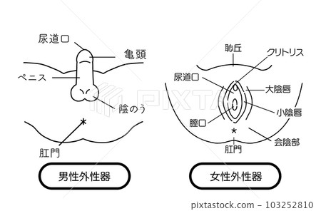 男女外生殖器插圖素材 男女外生殖器插圖素材 103252810