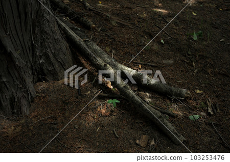 Broken tree branches and sunlight filtering through the trees Broken tree branches and sunlight filtering through the trees 103253476
