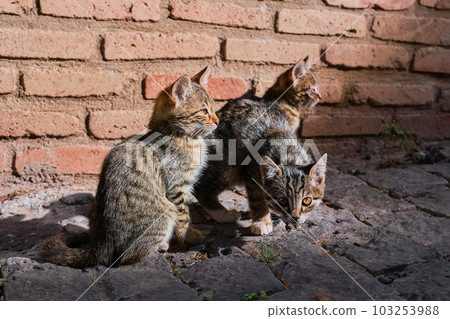 Kittens on the streets of the old city, animals in the urban environment. Selective focus on cats. Animal care, city ecosystems, the idea of coexistence in the city ecosystem Kittens on the streets of the old city, animals in the urban environment. Selective focus on cats. Animal care, city ecosystems, the idea of coexistence in the city ecosystem 103253988