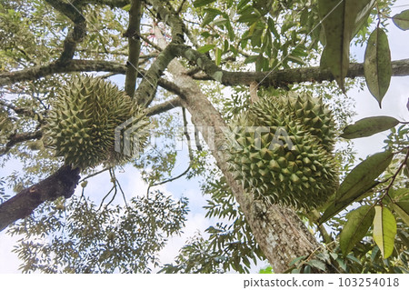Close up of durians hanging  103254018