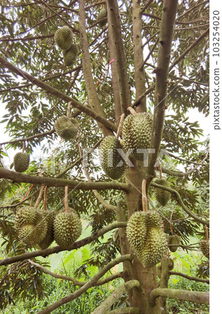 Close up of durians hanging  103254020