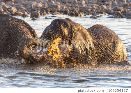 Elephants near a water hole Elephants near a water hole 103254137