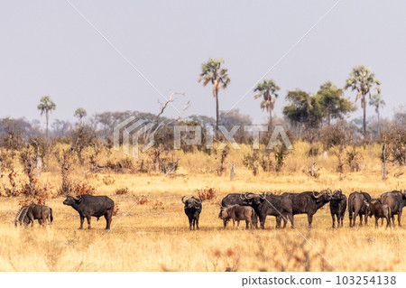Wildebeest in the Okavango Delta Wildebeest in the Okavango Delta 103254138