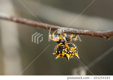 Colorful white, orange and black jewel spider suspended in its web 103254165