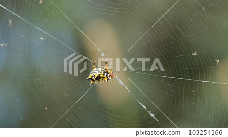 Colorful white, orange and black jewel spider suspended in its web Colorful white, orange and black jewel spider suspended in its web 103254166