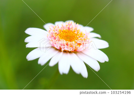 Margaret Margaret 103254196