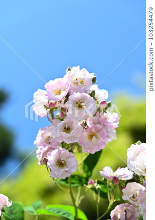 Pale pink roses, blue sky and fresh green Pale pink roses, blue sky and fresh green 103254479