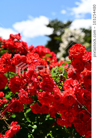 Bright red rose blue sky and white clouds Bright red rose blue sky and white clouds 103254480