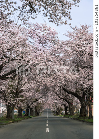 青森縣青森市月見野櫻花樹 103254861