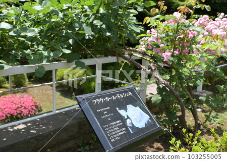 玫瑰園舊古河住宅 玫瑰園舊古河住宅 103255005
