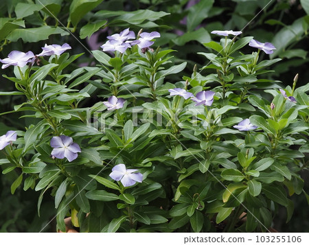 夏花長春花清爽 夏花長春花清爽 103255106