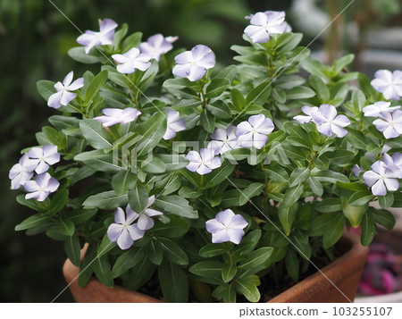 盆栽長春花提神 103255107