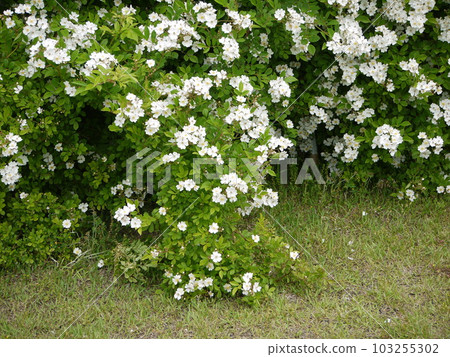 Rose rose flower in the park Rose rose flower in the park 103255302