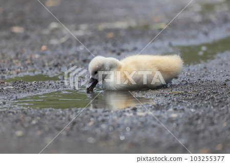 Lake Yamanaka Mute Swan Hina Lake Yamanaka Mute Swan Hina 103255377
