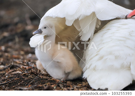 Lake Yamanaka Mute Swan Parent and Child 103255393