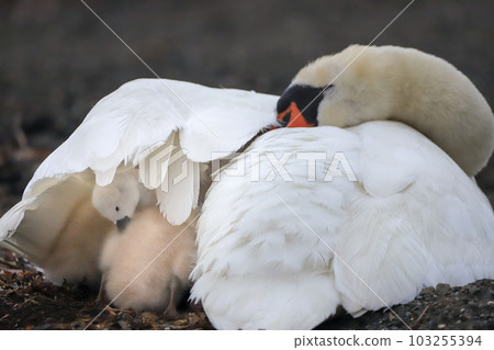 Lake Yamanaka Mute Swan Parent and Child 103255394