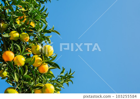Ripe oranges on the branches against a bright blue sky with space for text, harvesting citrus fruits.Selective focus, idea for a background or advertising 103255584