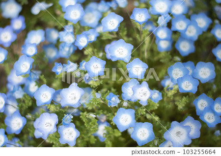 Nemophila Nemophila 103255664