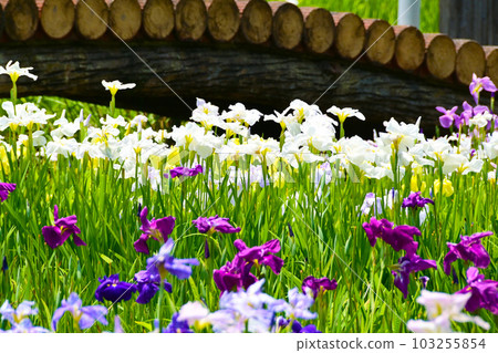 Yugabuchi Iris Garden 103255854