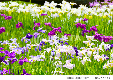 Yugabuchi Iris Garden 103255855