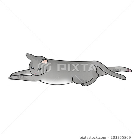 Cat pet animal kitty gray white friendship. My cat 103255869