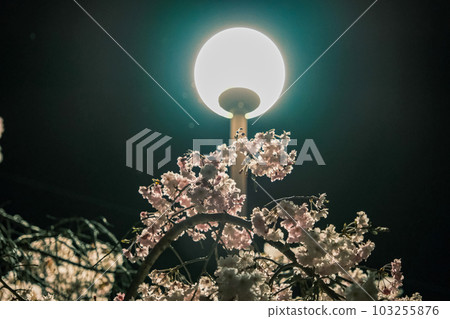 【#風景】公園夜櫻 【#風景】公園夜櫻 103255876