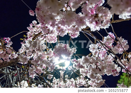 【#風景】公園夜櫻 【#風景】公園夜櫻 103255877