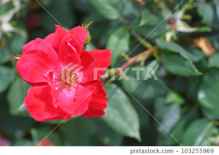 Roses Roses 103255969