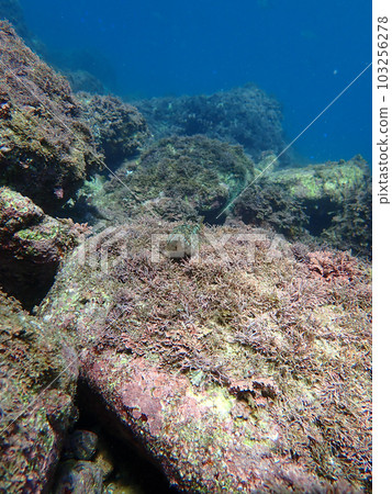 魚的正面 魚的正面 103256278
