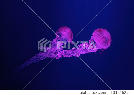 South American sea nettle jelly fish swim underwater aquarium pool with pink neon light South American sea nettle jelly fish swim underwater aquarium pool with pink neon light 103256291
