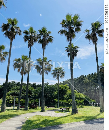 Park with palm trees and blue sky 103256351