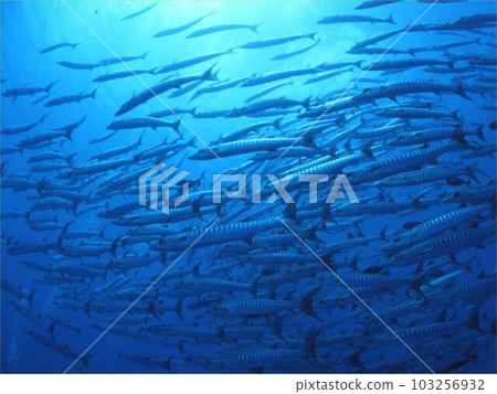 夏天到了！是沖繩！潛水！ 103256932