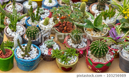 Cactus Plants Pots Cactus Plants Pots 103256989
