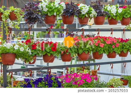 Hanging Flower Pots Hanging Flower Pots 103257033