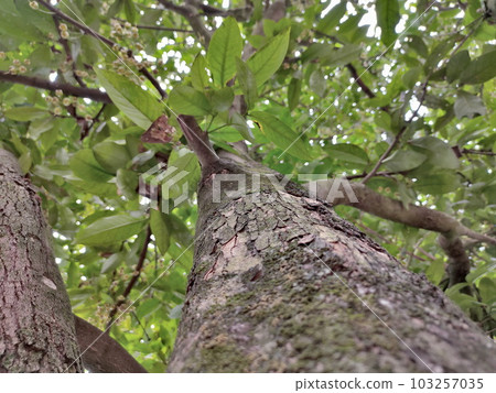Close up photo of a guava tree trunk with a blurred background Close up photo of a guava tree trunk with a blurred background 103257035