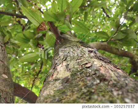 Close up photo of a guava tree trunk with a blurred background Close up photo of a guava tree trunk with a blurred background 103257037