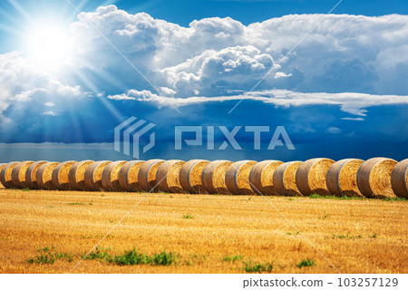 Row of Golden Hay Bales Against a Blue Sky with Cumulus Clouds Row of Golden Hay Bales Against a Blue Sky with Cumulus Clouds 103257129