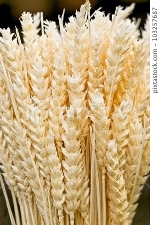 Wheat 103257687