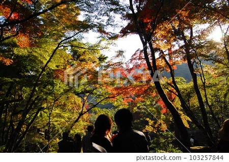 京都賞紅葉 京都賞紅葉 103257844