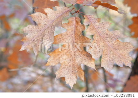 Brown oak leaves in autumn. City autumn park. Warm weather. Fall background concept. Brown oak leaves in autumn. City autumn park. Warm weather. Fall background concept. 103258091