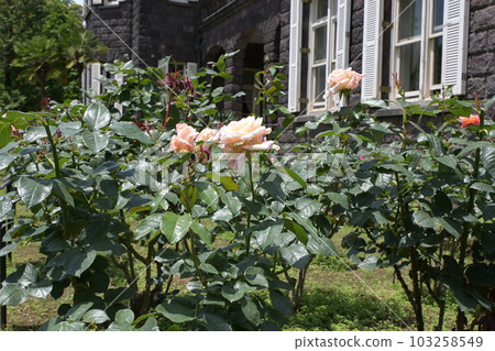 Rose Garden, Former Furukawa Residence, Kita-ku, Tokyo, May Rose Garden, Former Furukawa Residence, Kita-ku, Tokyo, May 103258549