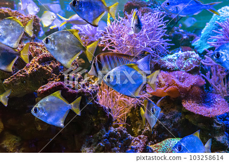 Monodactylus argenteus, silver moonyfish, silver moony, butter bream, diamondfish in aquarium 103258614