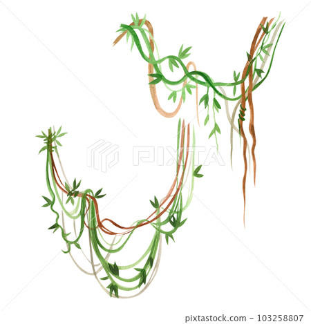 Jungle creepers hand drawn in green and brown watercolor on a white background. Suitable for printing on fabric and paper, for the design of book illustrations and the interior of a children's room Jungle creepers hand drawn in green and brown watercolor on a white background. Suitable for printing on fabric and paper, for the design of book illustrations and the interior of a children's room 103258807