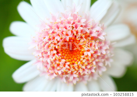 Margaret flowers 103258815