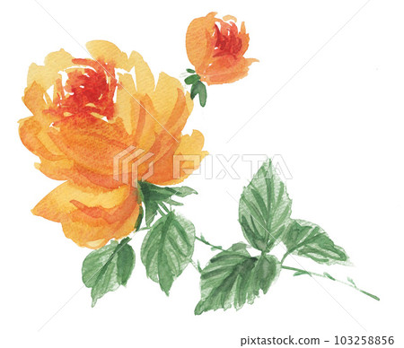 Yellow rose painted in watercolor23526pix7 103258856