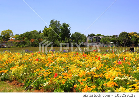 flower bed flower bed 103259122