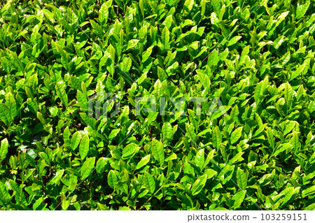 Tea plantation Tea plantation 103259151